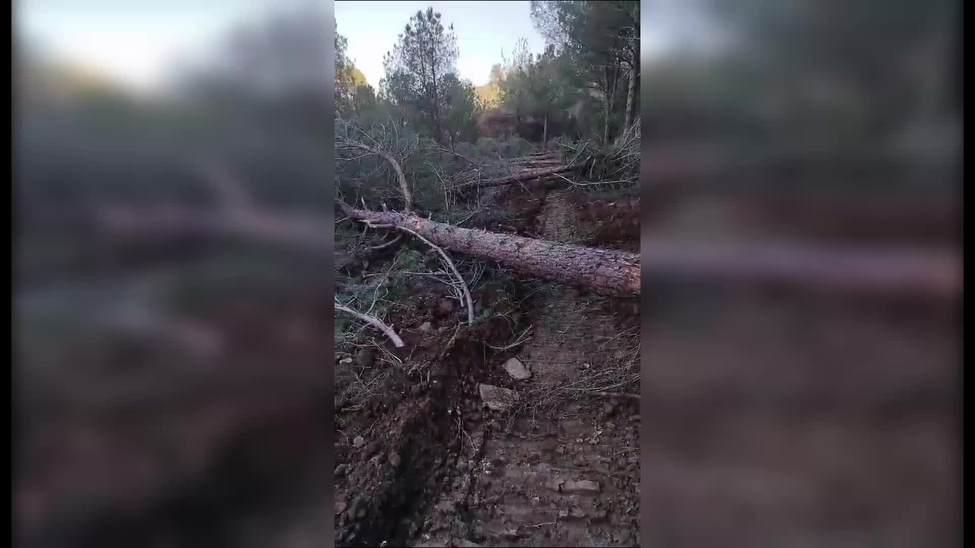 Tire-Belevi yolunda güzergâh değişikliği sonrası ağaç kesimine başlandı