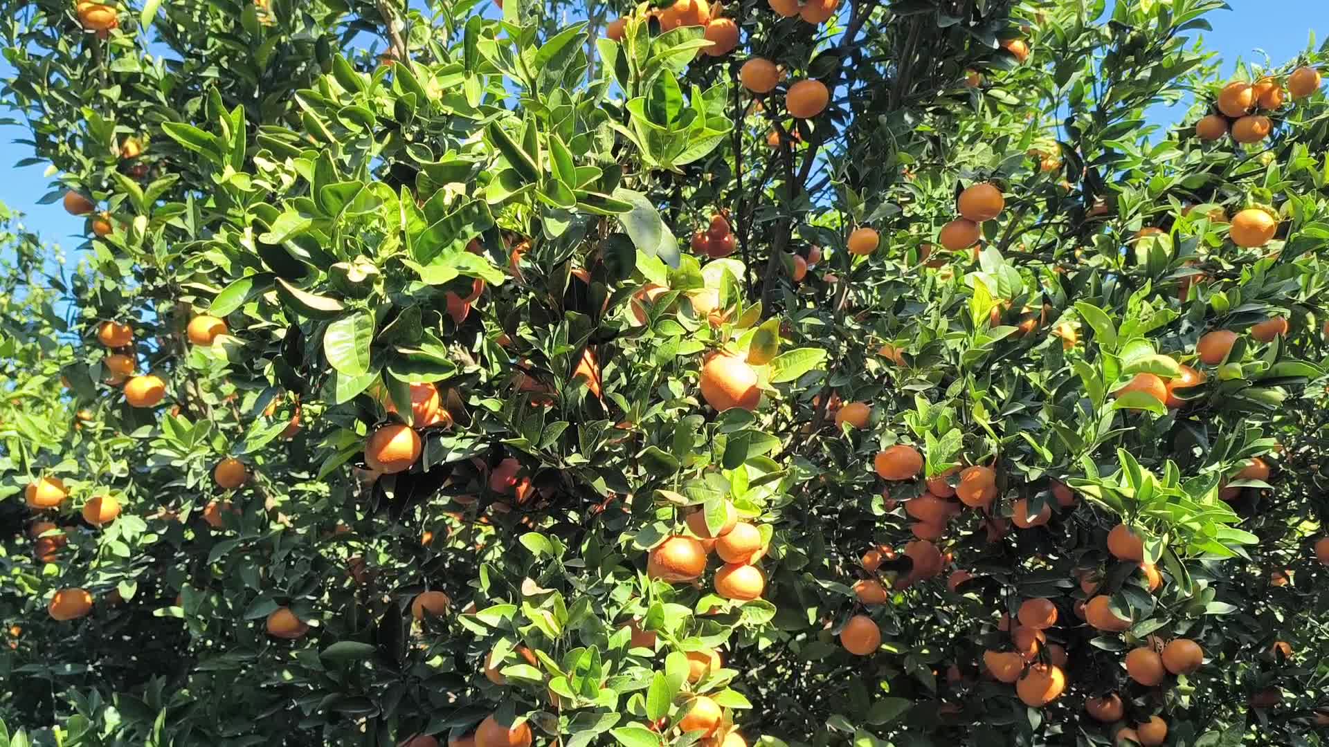 Hataylı mandalina üreticisi:  "Üretici bitti, artık kökten keseceğiz"