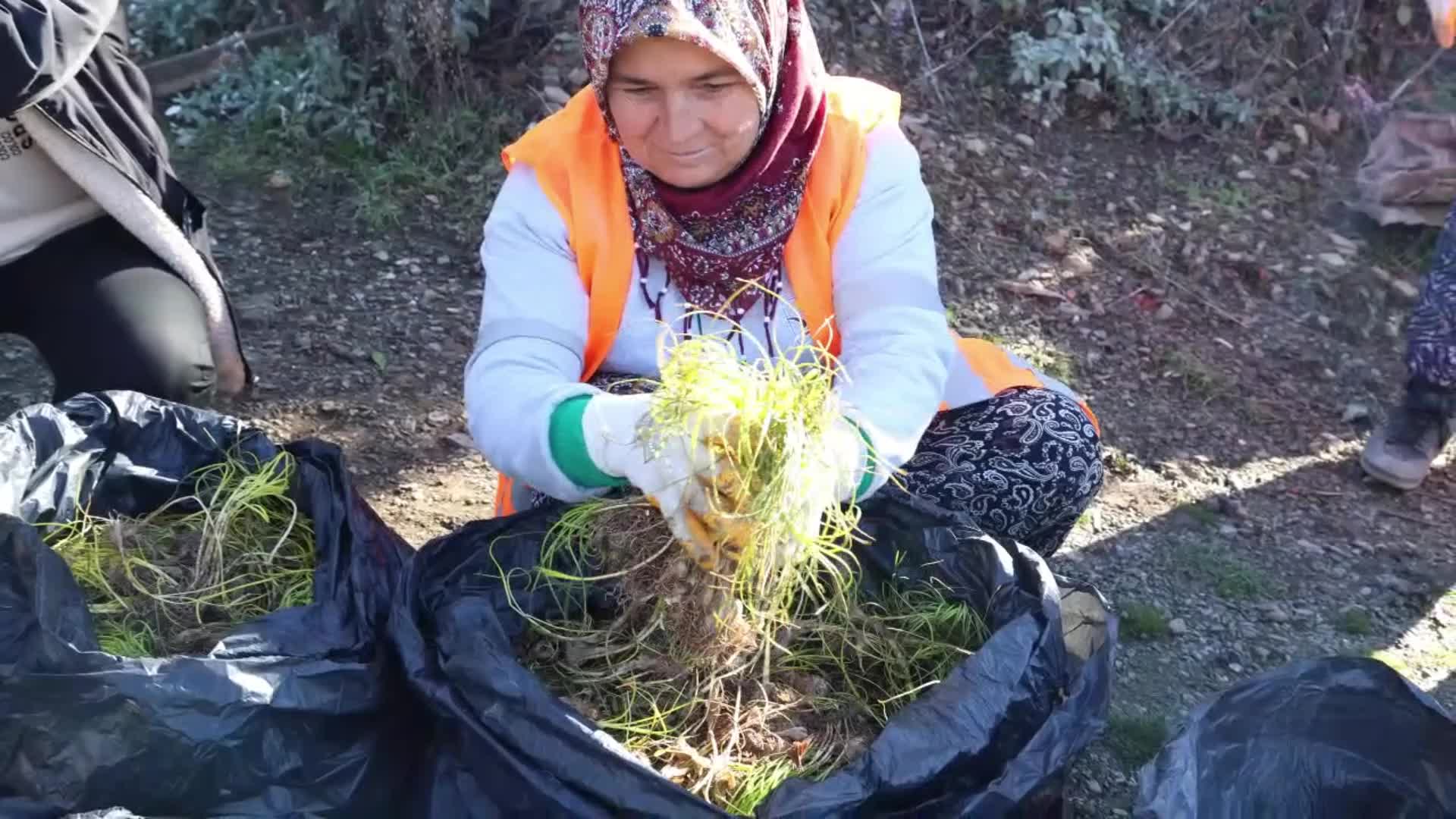 Safran ve salep fideleri, Manavgat’ta toprakla buluşturuldu