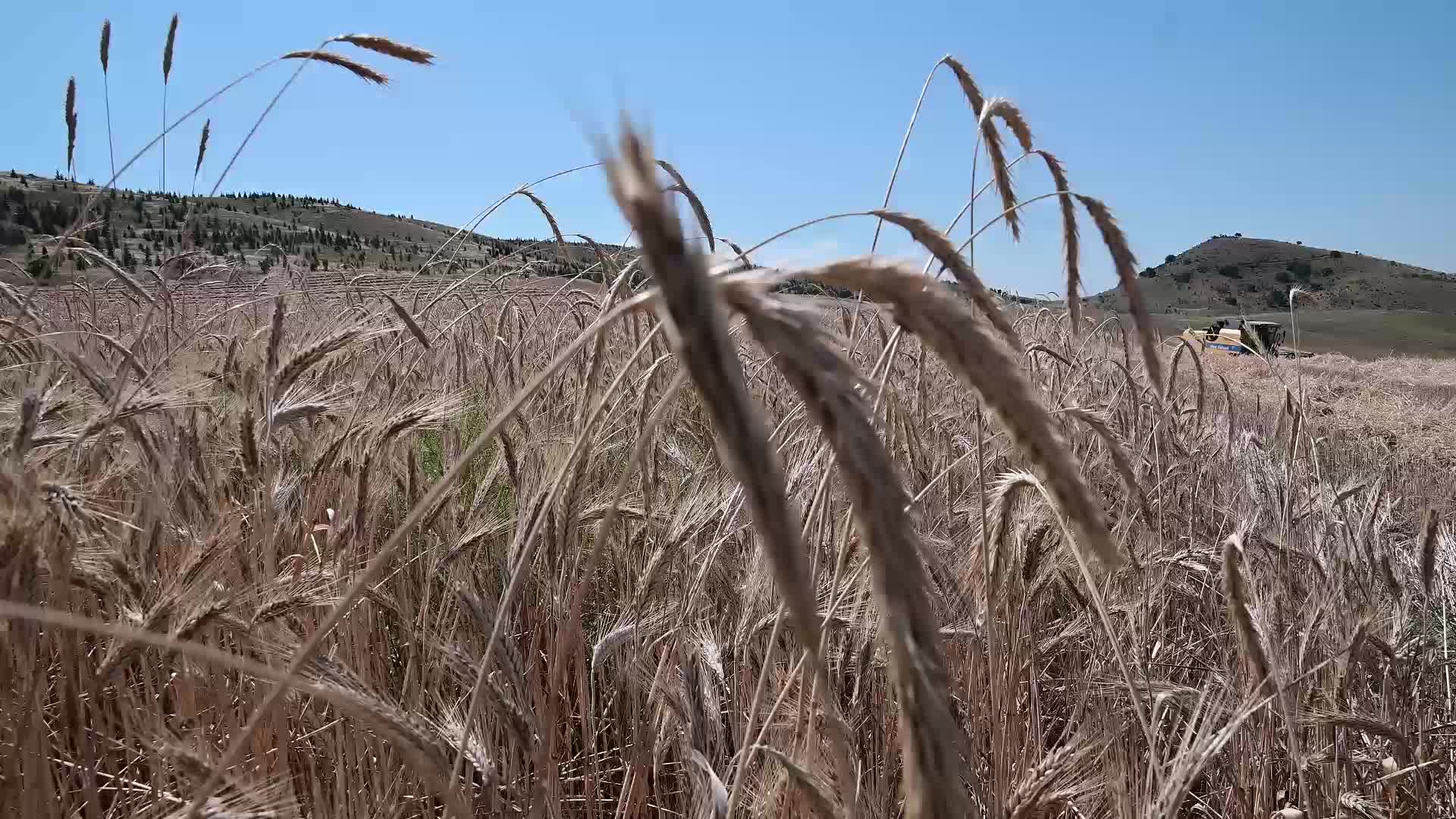 Yozgat Ziraat Odası Başkanı Açıkgöz: “Çiftçi dört gözle primi bekliyor”