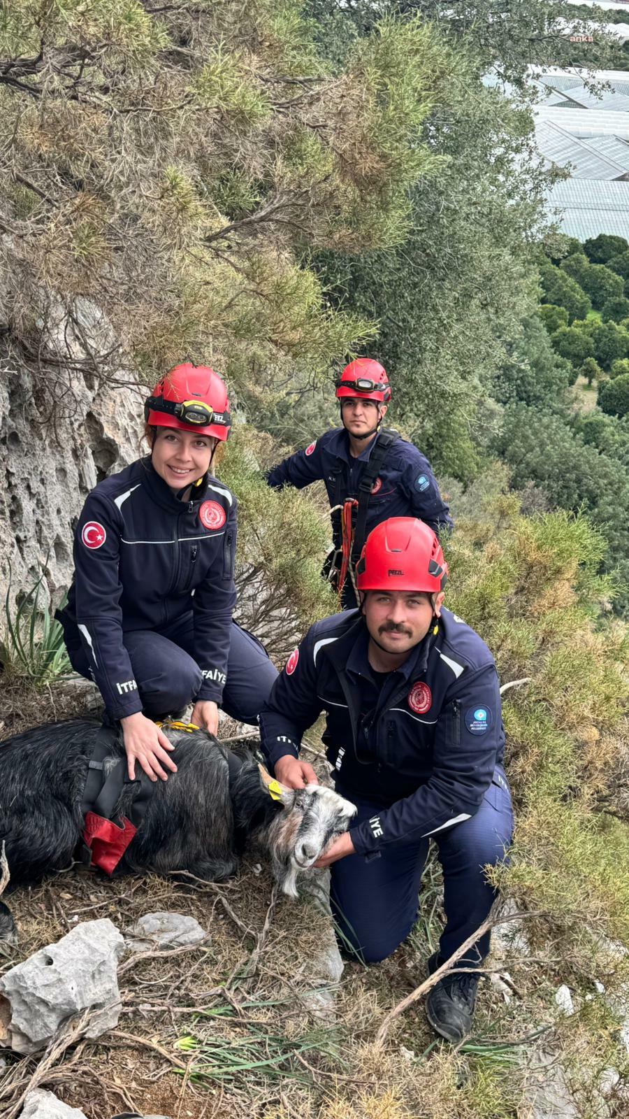 Antalya Büyükşehir Belediyesi İtfaiye ekiplerinden keçi kurtarma operasyonu