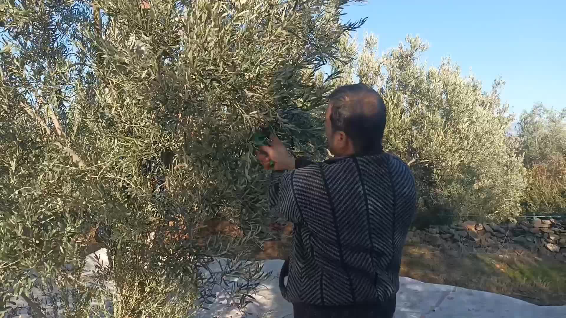 Aydın'da zeytin üreticisi fiyatlardan dertli: "Çiftçiler ağaçlarını keserse kimse şaşırmasın"