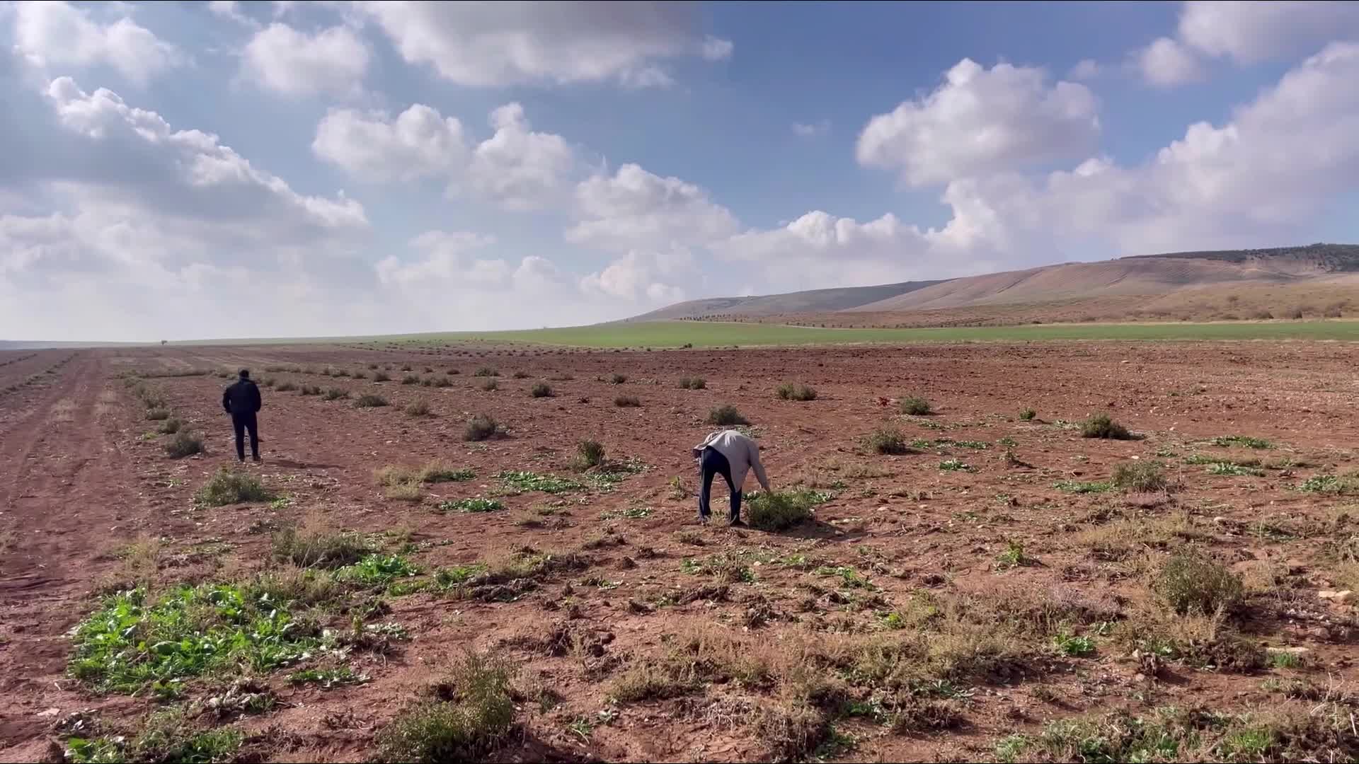 Şanlıurfa'da susuz yetişen "bej domatesin"  Ata tohumu koruma altına alınarak çoğaltılacak