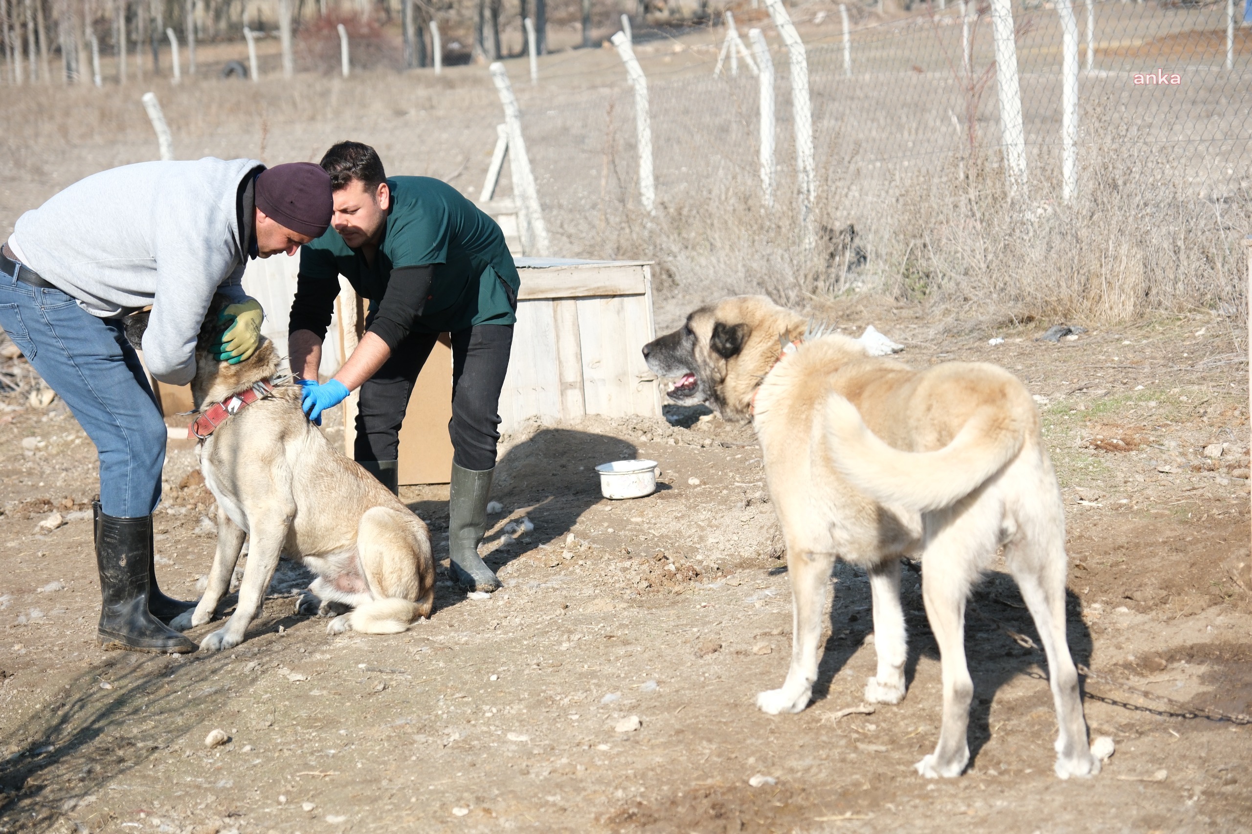 Eskişehir'de çoban ve bekçi köpekleri için çalışmalar devam ediyor