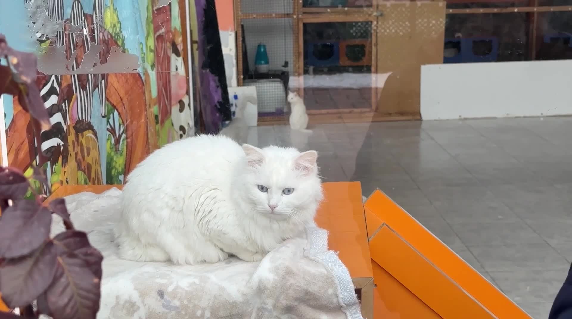 Van’da kedi evlerine ilgi büyük