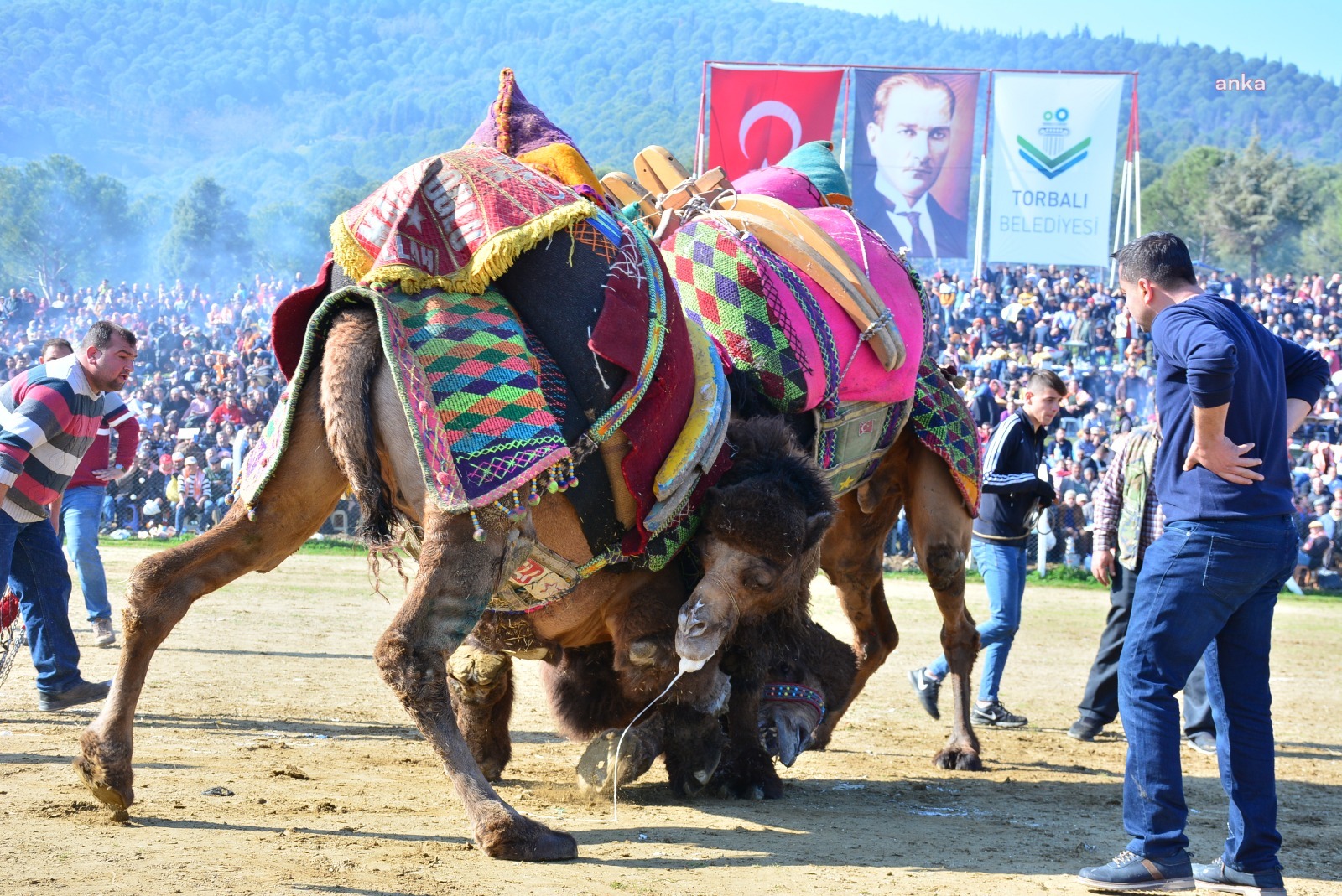 Torbalı'da ‘Deve Güreşi Festivali’nin bu yıl 16’ıncısı düzenlenecek