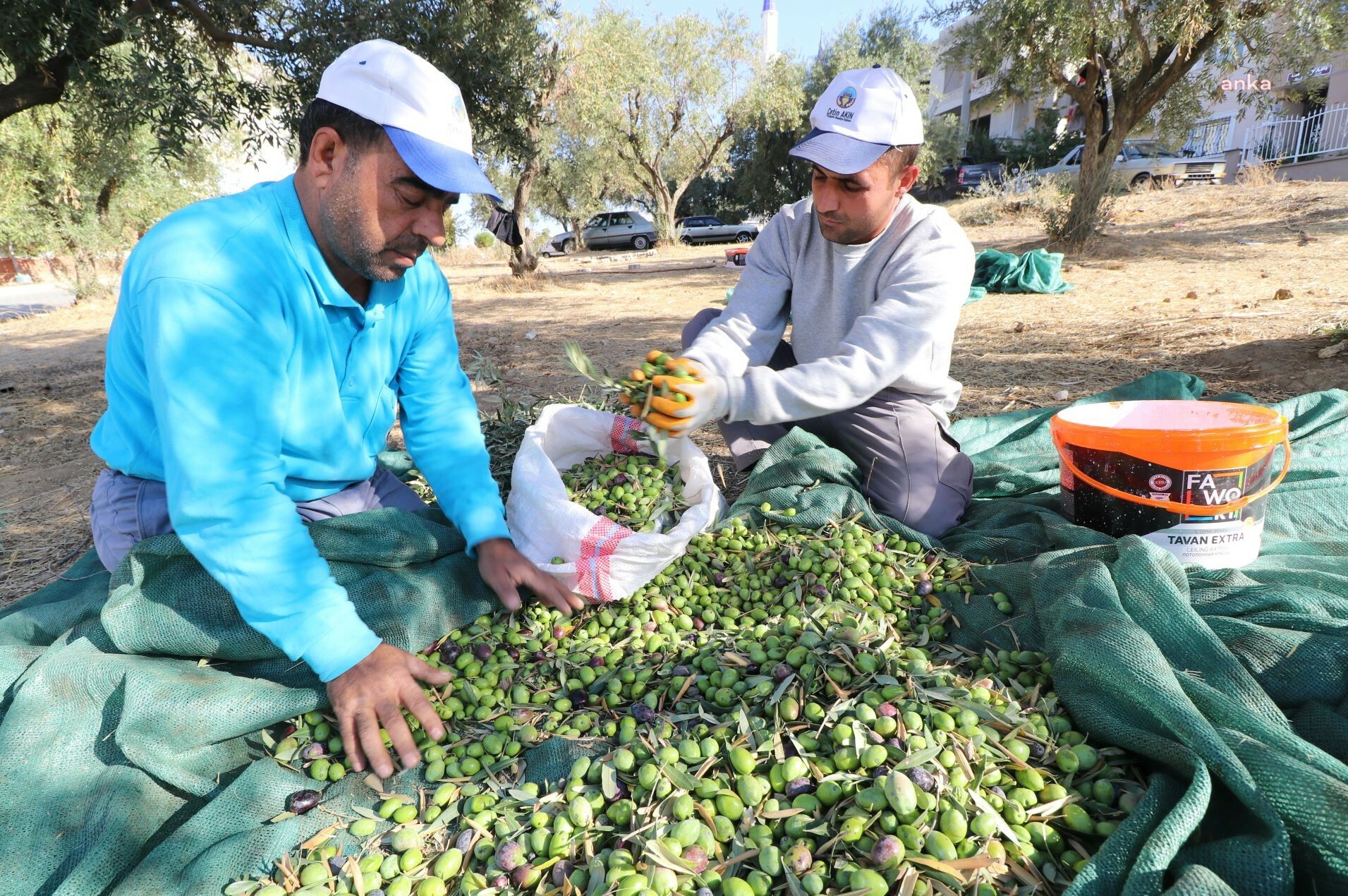 Turgutlu Belediyesi, hasadı yapılan zeytinlerden 2 bin 500 kilogram zeytinyağı elde etti