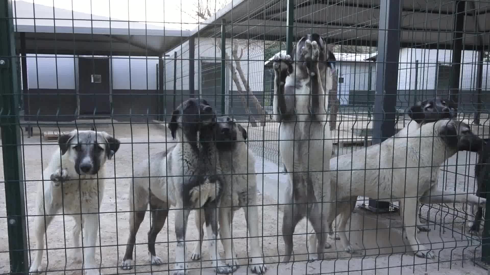 Hayvanseverlerden Yenişehir Belediyesi’nin bakımevine mama desteği